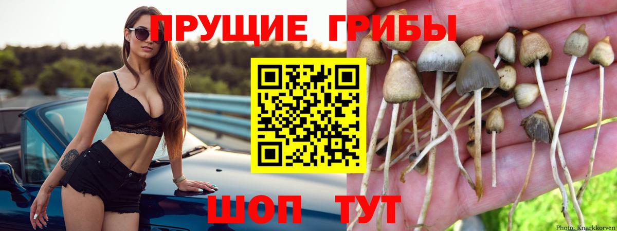 Псилоцибиновые грибы Psilocybine cubensis Сухой Лог